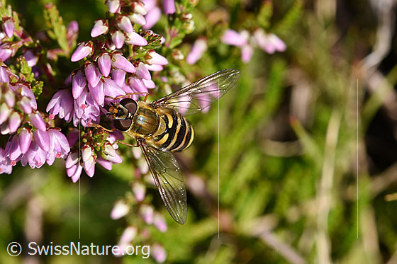 Foto: Grosse Schwebfliege (Syrphus ribesii) an Blüten der Besenheide (Calluna vulgaris). Länge 9-13mm.