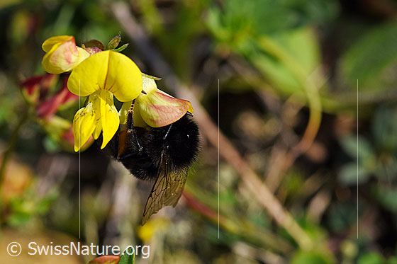 Foto: Wahrscheinlich Steinhummel (Bombus lapidarius) an gewöhnlichem Hornklee (Lotus corniculatus). Länge 14 - 16mm. Weibchen. Ansicht von der Seite.