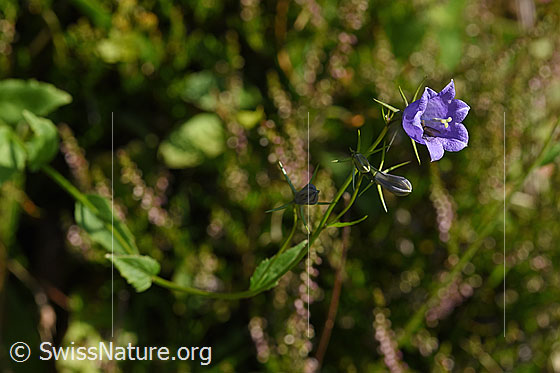 Foto: Wahrscheinlich Rautenblättrige Glockenblume (Campanula rhomboidalis). Ganze Pflanze (Habitus).