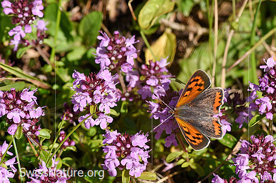 Foto: Kleiner Feuerfalter (Lycaena phlaeas) auf Arznei-Thymian (Thymus pulegioides). Männchen. Flügel geöffnet, Ansicht von vorne oben.