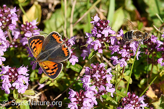 Foto: Kleiner Feuerfalter (Lycaena phlaeas) auf Arznei-Thymian (Thymus pulegioides). Männchen. Flügel geöffnet, Ansicht von oben.