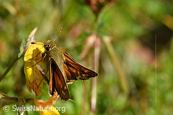 Weissfleckiger Kommafalter (Hesperia comma) auf Gewöhnlichem Hornklee (Lotus corniculatus)