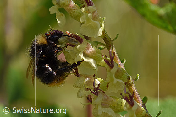 Foto: Steinhummel (Bombus lapidarius) an Salbeiblättriger Gamander (Teucrium scorodonia). Länge 14 - 16mm. Männchen. Ansicht von der Seite.