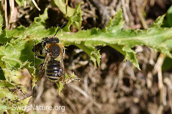 Grosse Harzbiene (Anthidium byssinum)