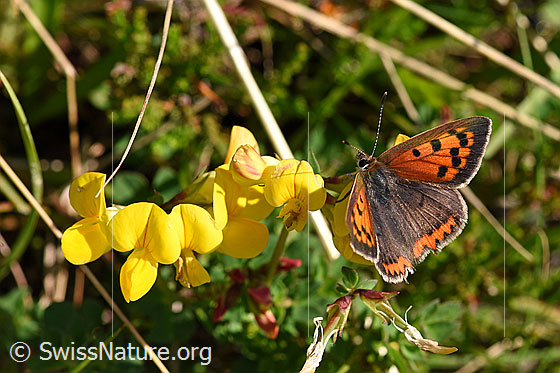 Foto: Kleiner Feuerfalter (Lycaena phlaeas) auf Gewöhnlichem Hornklee (Lotus corniculatus). Flügel geöffnet, Ansicht von oben.