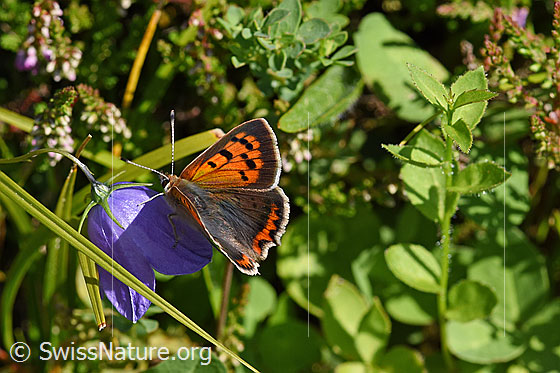 Kleiner Feuerfalter (Lycaena phlaeas) auf Rautenblättriger Glockenblume