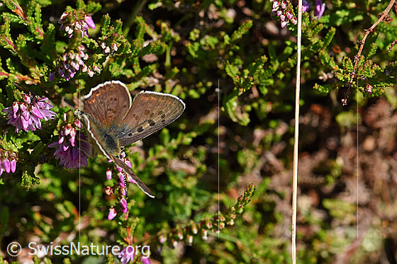 Brauner Feuerfalter (Lycaena tityrus) auf Besenheide (Calluna vulgaris)