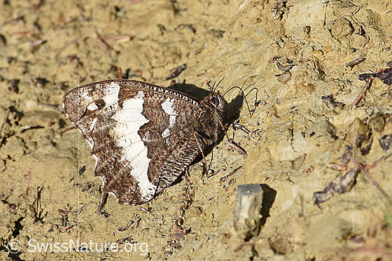Foto: Weisser Waldportier (Brintesia circe) auf sandigem Boden sitzend. Flügel geschlossen. Ansicht von der Seite.