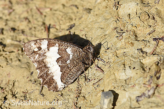 Foto: Weisser Waldportier (Brintesia circe) auf sandigem Boden. Flügel geschlossen. Ansicht von der Seite.