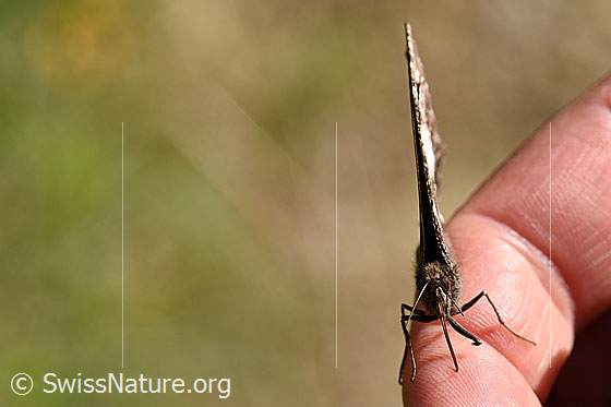 Foto: Weisser Waldportier (Brintesia circe) auf Finger sitzend. Flügel geschlossen. Ansicht von vorne.