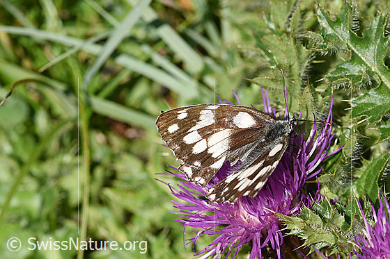 Foto: Schachbrett (Melanargia galathea) auf Stängellose Kratzdistel (Cirsium acaule). Flügel geöffnet. Ansicht von schräg oben.
