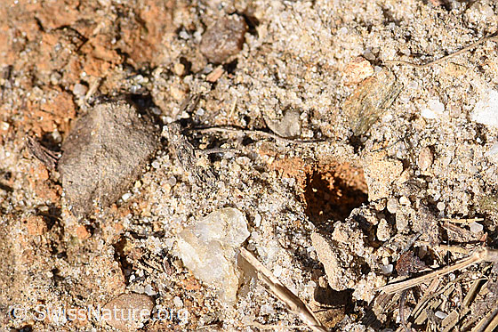 Foto: Stumpfzähnige Zottelbiene (Panurgus calcaratus). Nesteingang.