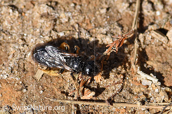 Foto: Stumpfzähnige Zottelbiene (Panurgus calcaratus). Länge 7 - 9mm. Weibchen. Wird auch Kleine Zottelbiene genannt. Ansicht von oben.