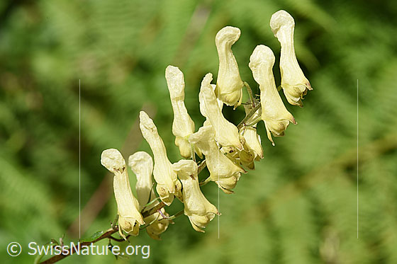Foto: Wahrscheinlich Hahnenfussblättriger Eisenhut (Aconitum lycoctonum ssp. neapolitanum). Blüten.
Umgebung: Schattiger, feuchter Wald. Höhe: ca. 1200m ü.M.
Lat.: Aconitum lycoctonum ssp. neapolitanum, Aconitum lamarckii
Familie: Ranunculaceae (Hahnenfussgewächse)
Gattung: Aconitum (Eisenhut)