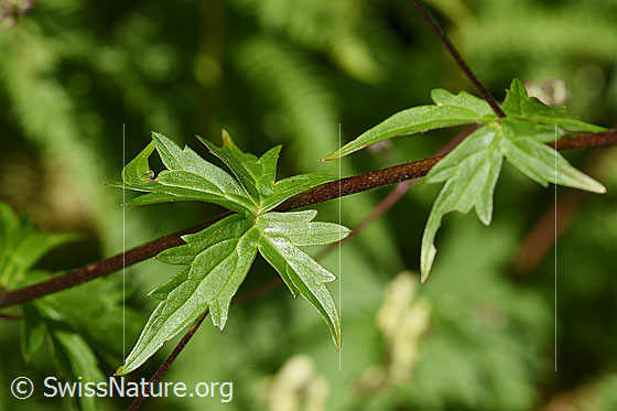 Foto: Wahrscheinlich Hahnenfussblättriger Eisenhut (Aconitum lycoctonum ssp. neapolitanum). Blätter und Stängel.
Umgebung: Schattiger, feuchter Wald. Höhe: ca. 1200m ü.M.
Lat.: Aconitum lycoctonum ssp. neapolitanum, Aconitum lamarckii
Familie: Ranunculaceae (Hahnenfussgewächse)
Gattung: Aconitum (Eisenhut)