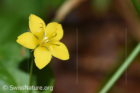 Hain-Gilbweiderich (Lysimachia nemorum)