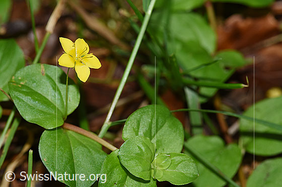 Foto: Wahrscheinlich Hain-Gilbweiderich (Lysimachia nemorum). Blüte und Blätter.