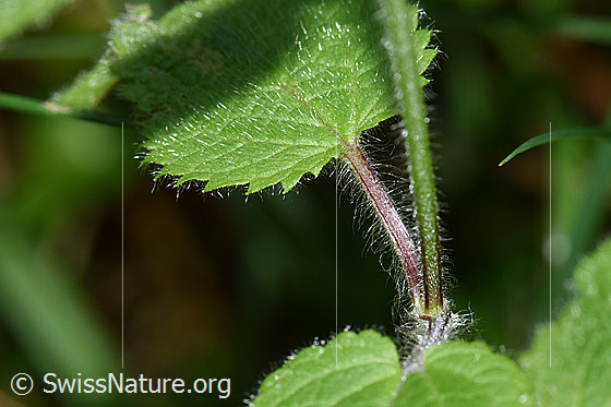 Foto: Wald-Ziest (Stachys sylvatica). Stängel und Blatt.