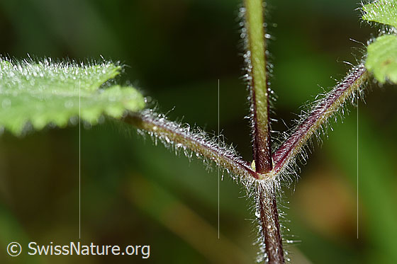 Foto: Wald-Ziest (Stachys sylvatica). Stängel und Blätter.
