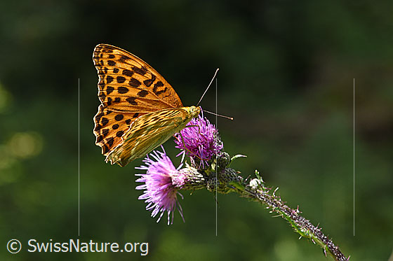 Foto: Kaisermantel (Argynnis paphia) auf Sumpf-Kratzdistel (Cirsium palustre). Flügel halb geöffnet. Ansicht von der Seite.