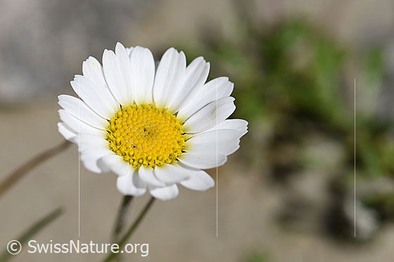 Foto: Gewöhnliche Alpenmargerite (Leucanthemopsis alpina). Blüte.