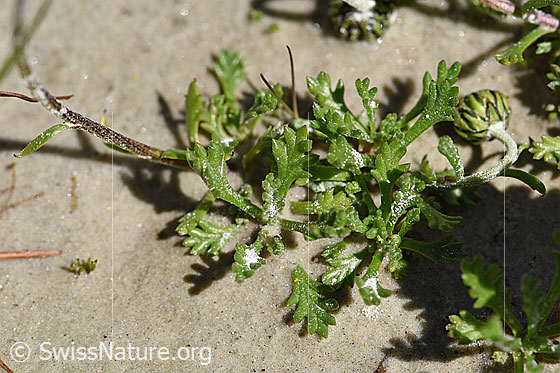 Photo: Leucanthemopsis alpina. Leaves.