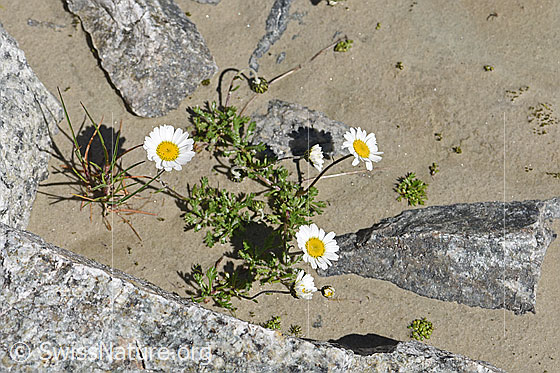 Photo: Leucanthemopsis alpina. Whole plant.