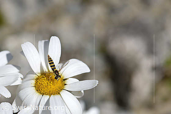 Foto: Gewöhnliche Langbauchschwebfliege (Sphaerophoria scripta) an Blüte der Gewöhnlichen Alpenmargerite (Leucanthemopsis alpina). Körperlänge: 9-12mm. Ansicht von schräg oben.