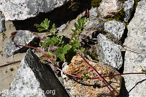 Photo: Geum reptans. Leaves and stolon.
