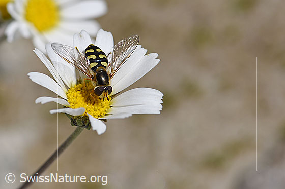 Foto: Mondfleck-Feldschwebfliege (Eupeodes luniger) an Blüte der Gewöhnlicher Alpenmargerite (Leucanthemopsis alpina)