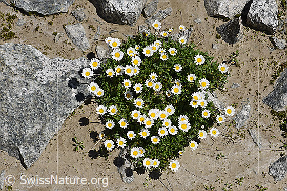 Foto: Gewöhnliche Alpenmargerite (Leucanthemopsis alpina). Polster mit zahlreichen Blüten.