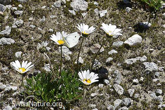 Foto: Kleiner Kohlweissling (Pieris rapae) auf Gewöhnliche Alpenmargerite (Leucanthemopsis alpina). Flügel halb geöffnet.