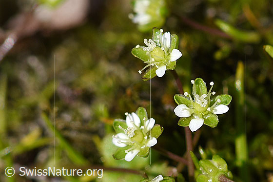 Alpen-Mastkraut (Sagina saginoides)