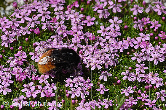 Photo: Bombus wurflenii on blossom. Length 13 - 16mm. View from the side.