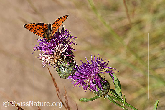 Skabiosen-Flockenblume (Centaurea scabiosa) mit rotem Scheckenfalter