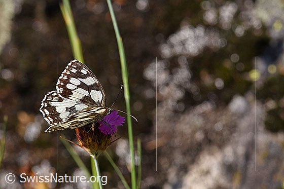 Foto: Schachbrett (Melanargia galathea) auf Kartäuser-Nelke (Dianthus carthusianorum). Das Schachbrett wird auch Damenbrett, Schachbrettfalter oder Brettspiel genannt.