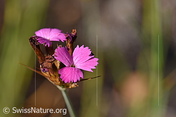 Foto: Gewöhnliche Kartäuser-Nelke (Dianthus carthusianorum). Blüten blühend und verblüht.