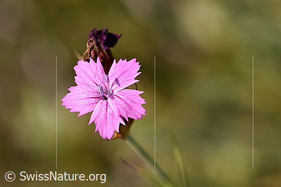 Gewöhnliche Kartäuser-Nelke (Dianthus carthusianorum)