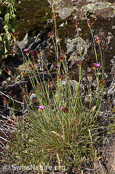Foto: Gewöhnliche Kartäuser-Nelke (Dianthus carthusianorum). Ganze Pflanze (Habitus).