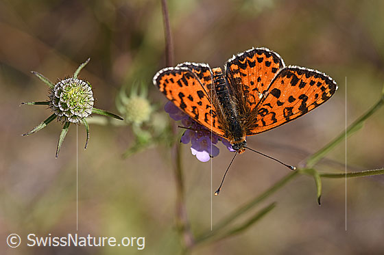 Foto: Roter Scheckenfalter (Melitaea didyma) auf Blüte einer Gemeinen Skabiose (Scabiosa columbaria). Männchen. Flügel geöffnet. Ansicht von schräg vorne.