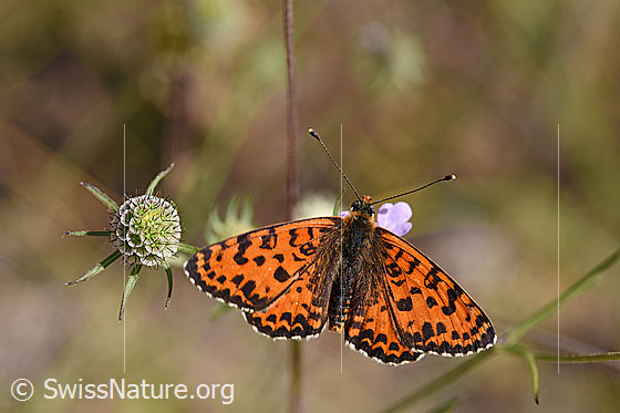 Foto: Roter Scheckenfalter (Melitaea didyma) auf Blüte einer Gemeinen Skabiose (Scabiosa columbaria). Männchen. Flügel geöffnet. Ansicht von oben.