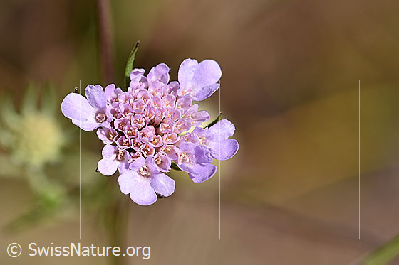 Gemeine Skabiose (Scabiosa columbaria)