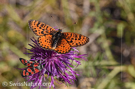 Foto: Roter Scheckenfalter (Melitaea didyma) auf Skabiosen-Flockenblume (Centaurea scabiosa). Männchen. Flügel geöffnet. Ansicht von oben.