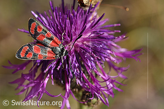 Foto: Esparsetten-Widderchen (Zygaena carniolica) an Skabiosen-Flockenblume (Centaurea scabiosa). Wird auch Krainisches Widderchen oder Krainer Widderchen genannt.
