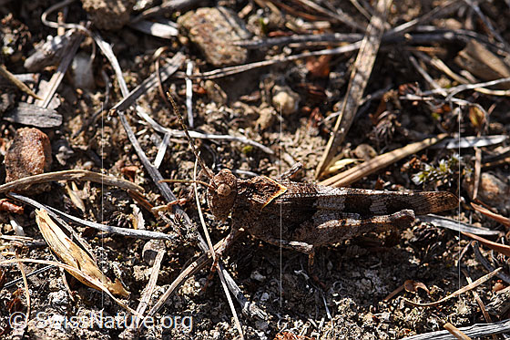 Foto: Blauflügelige Ödlandschrecke (Oedipoda caerulescens). Die Heuschrecke ist zwischen den dürren Pflanzenresten sehr gut getarnt. Länge 15-28mm.