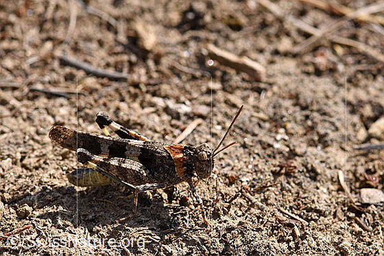 Blauflügelige Ödlandschrecke (Oedipoda caerulescens)