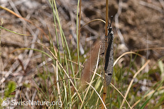 Foto: Geflecktflüglige Ameisenjungfer (Euroleon nostras) an Grashalm. Flügel an den Körper angelegt. Ansicht von der Seite.