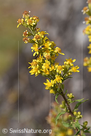 Foto: Echte Goldrute (Solidago virgaurea ssp. virgaurea). Blütenstand.