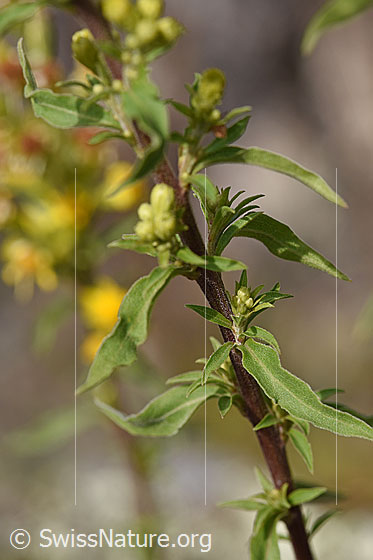 Foto: Echte Goldrute (Solidago virgaurea ssp. virgaurea). Blätter und Stängel.