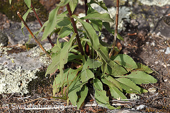 Foto: Echte Goldrute (Solidago virgaurea ssp. virgaurea). Grundblätter.